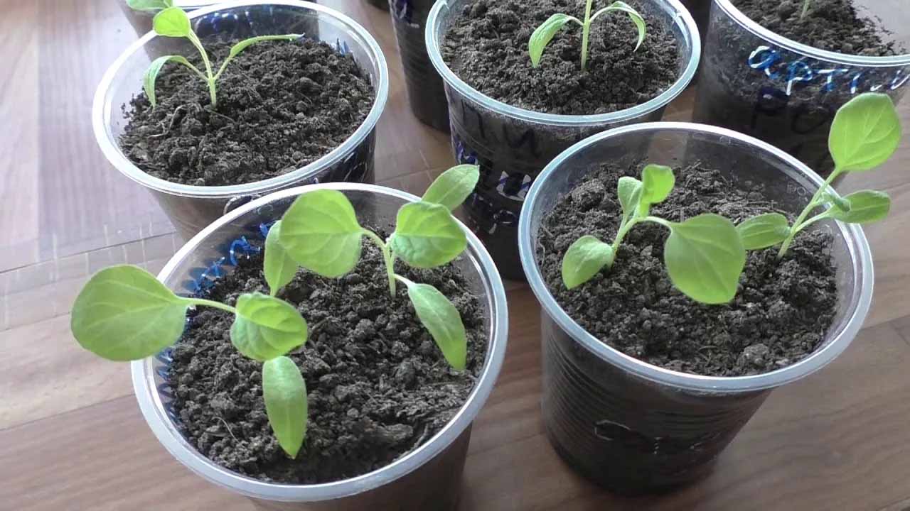 Рассада баклажанов: как правильно подкормить, чтобы стебли были толстыми, а листья зелеными