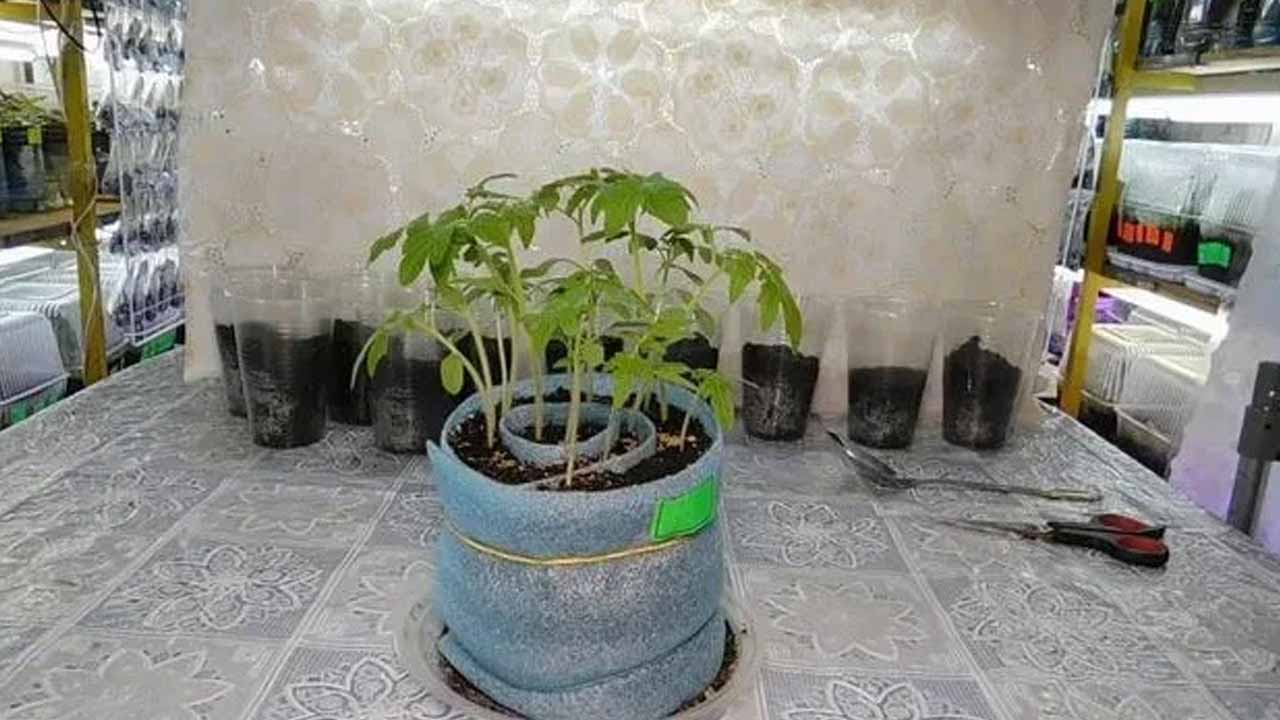 Экономия места и бюджета: всё о выращивании рассады в «улитках»