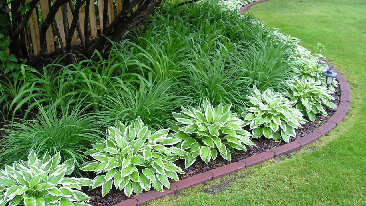 Живая нить сада: выбираем идеальные растения для бордюра