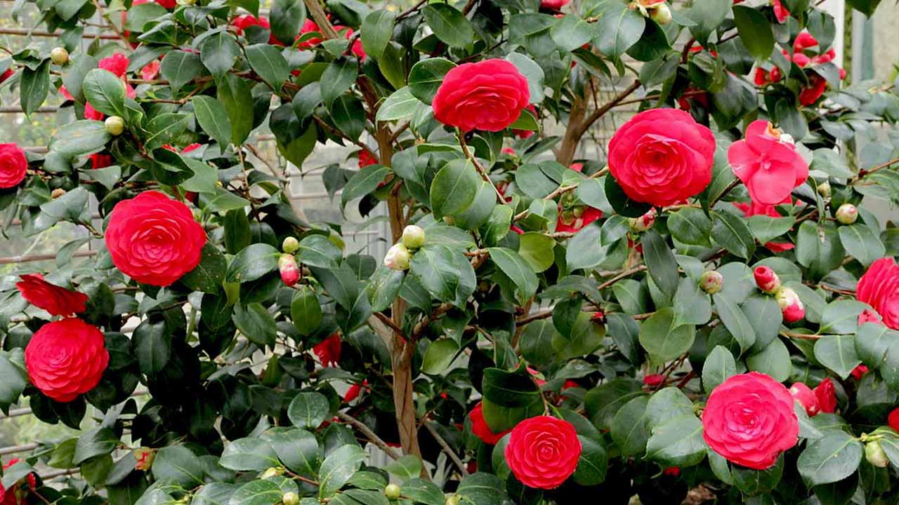 Садовая камелия: от выбора сорта до зимовки: полное руководство для садовода