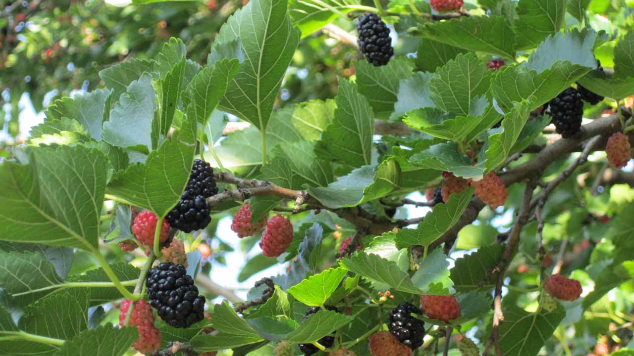 Как подготовить шелковицу к зиме в средней полосе: советы по уходу осенью