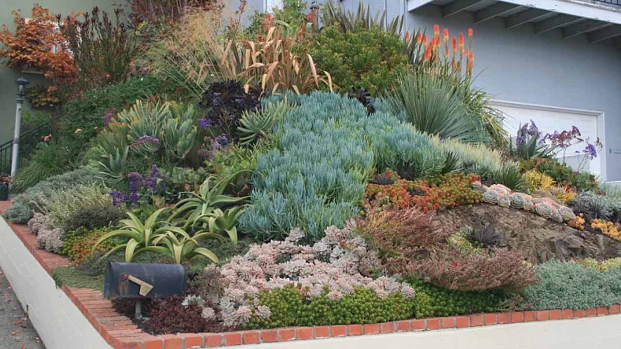 Проблемный склон в саду: 10 растений, которые его спасут