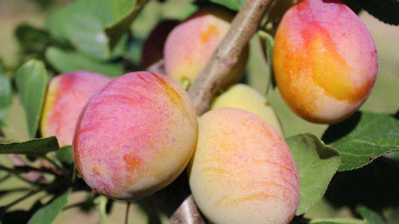 Шарка сливы: болезнь, которую невозможно вылечить