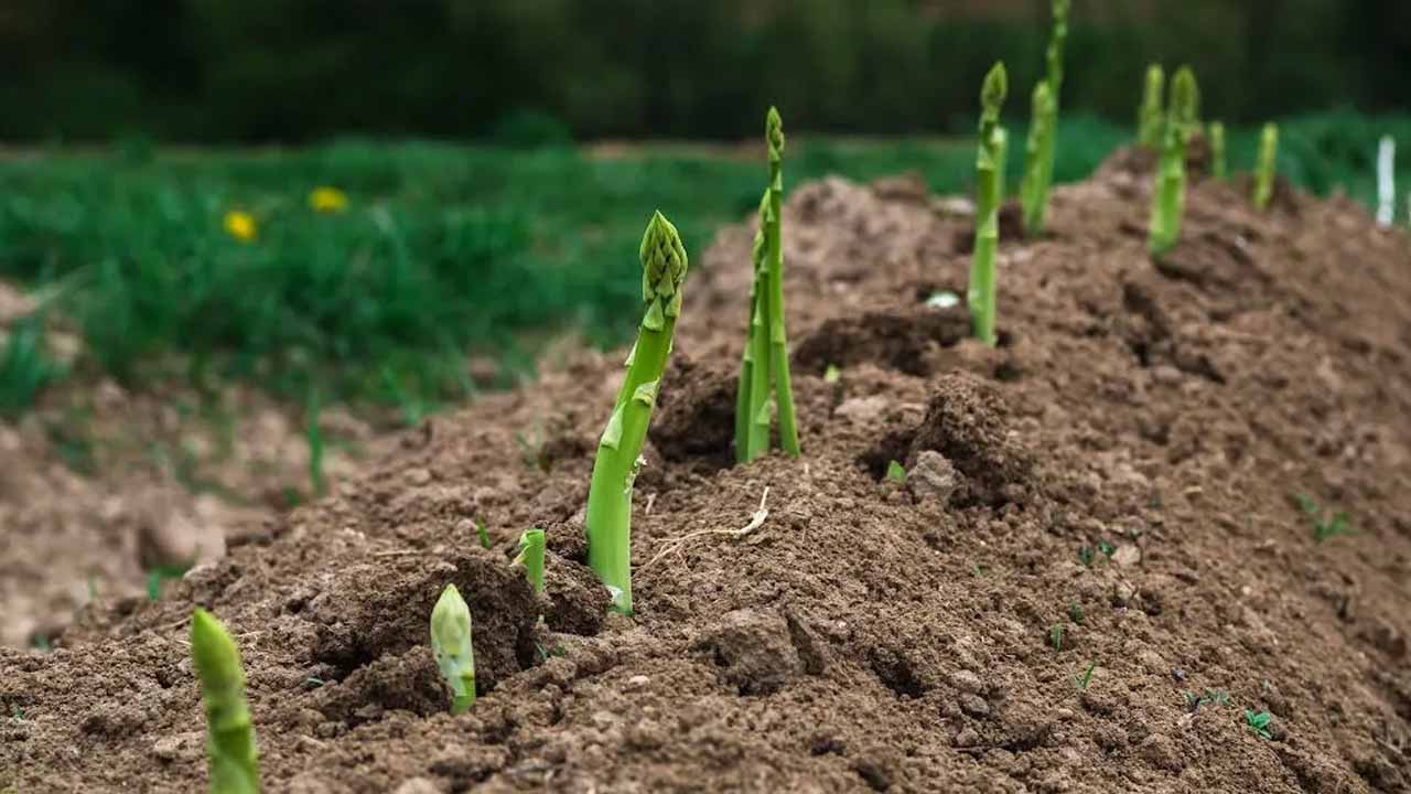 Спаржа в средней полосе: только терпеливый садовод получает царский урожай