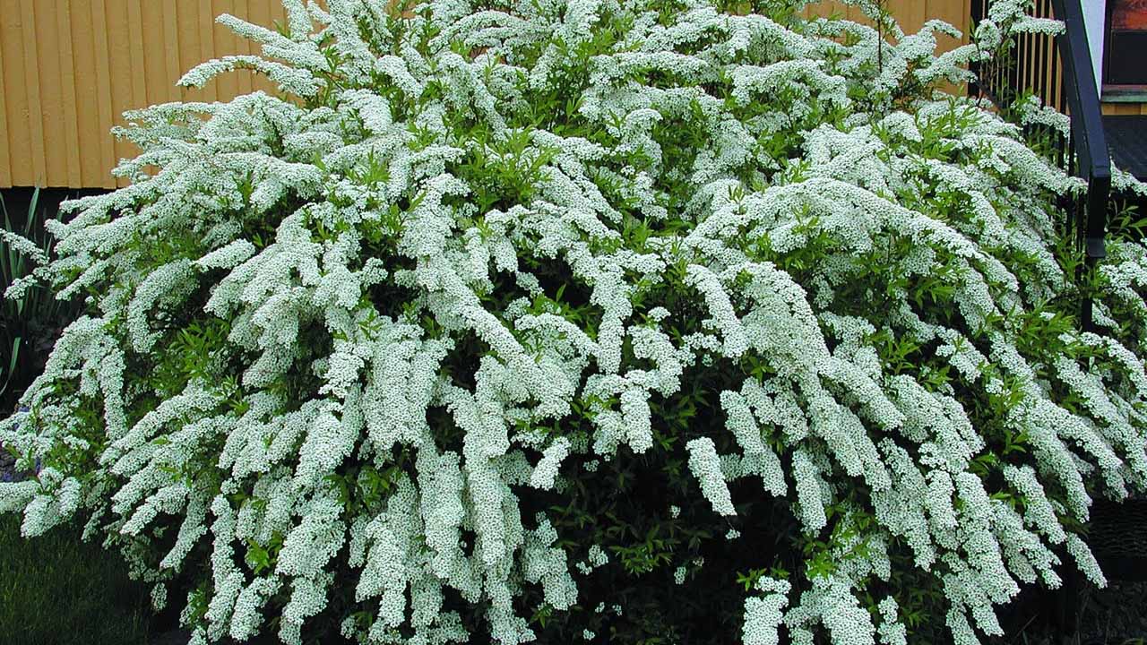 Замена для королевы цветов: 9 кустарников, которые украсят участок не хуже роз