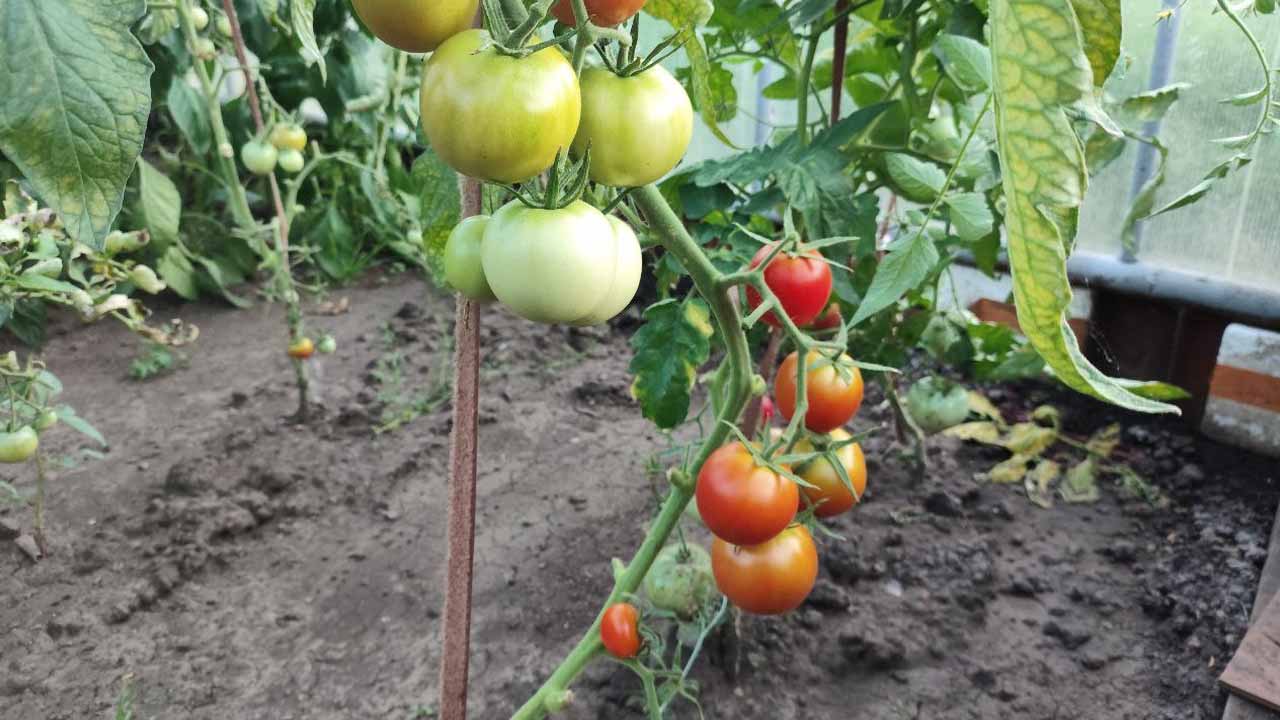 Самые урожайные томаты для теплиц: обзор сортов и гибридов