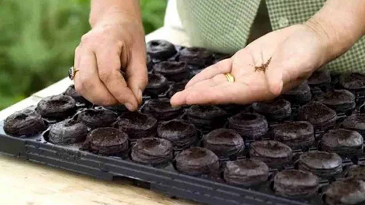 Торфяные таблетки для рассады: полное руководство по применению