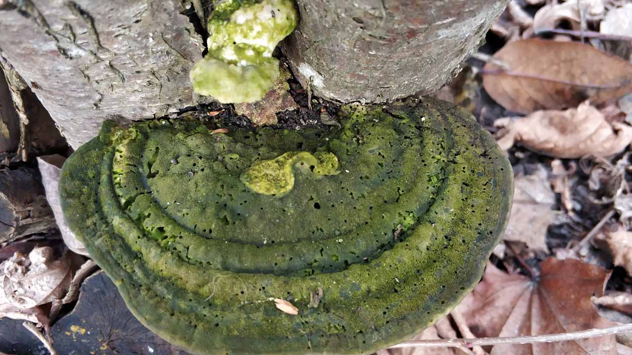 Триходерма: живой щит для вашего сада — как гриб защищает растения и оздоравливает почву