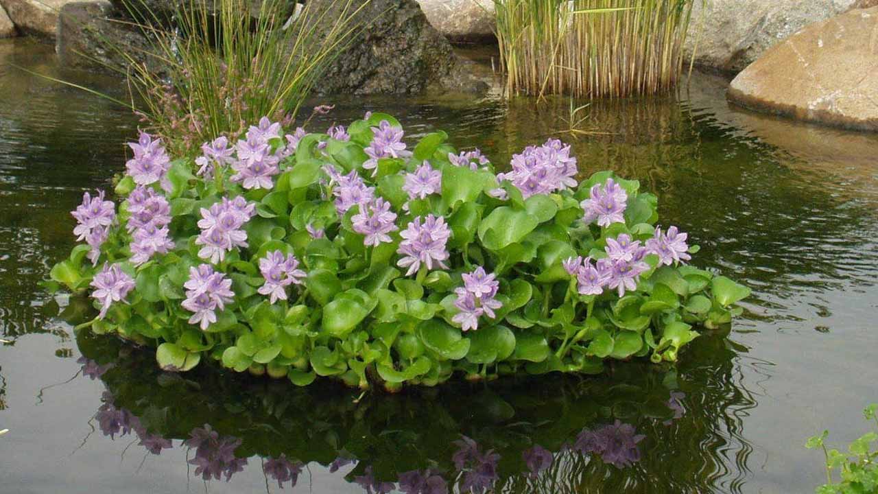 Превращаем пруд на даче в живой уголок: выбираем и сажаем водные растения