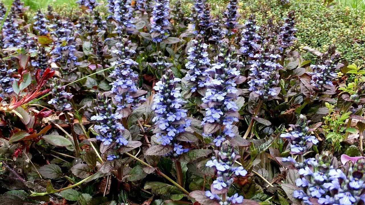 Сад в темных тонах: гид по растениям с черной листвой