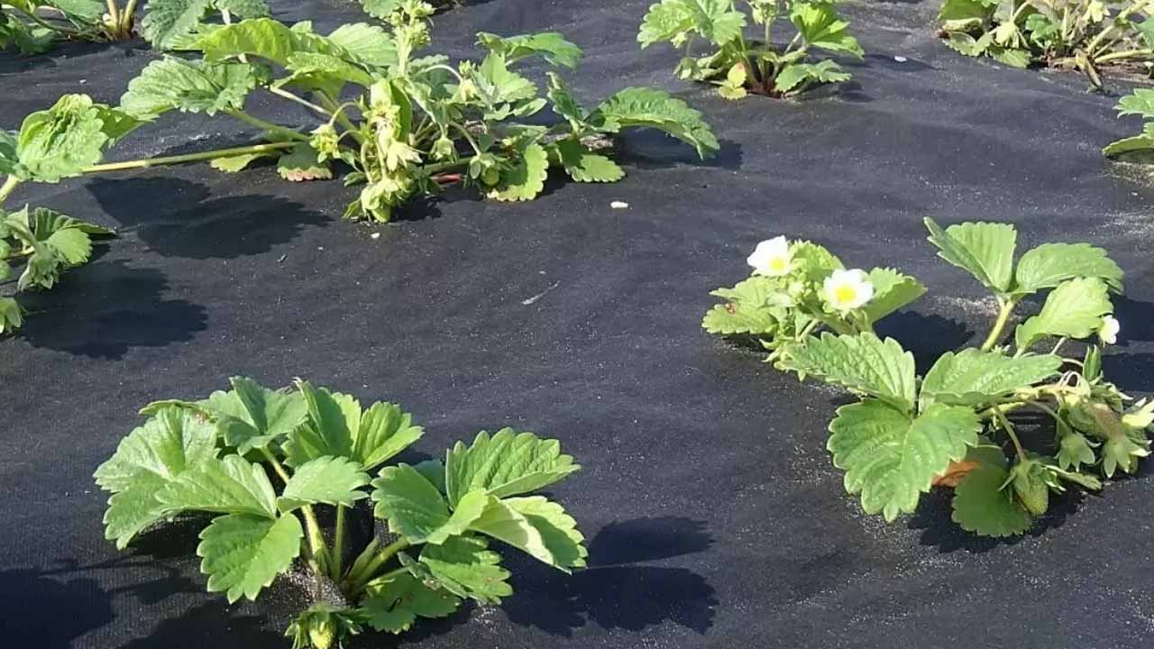 При выборе агроволокна обращайте внимание на цвет и плотность, а не на название