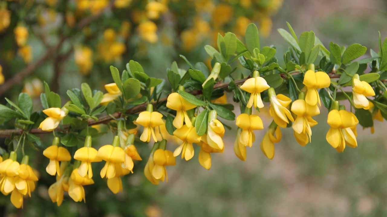 Желтая акация: как посадить, размножить и ухаживать за неприхотливым кустарником