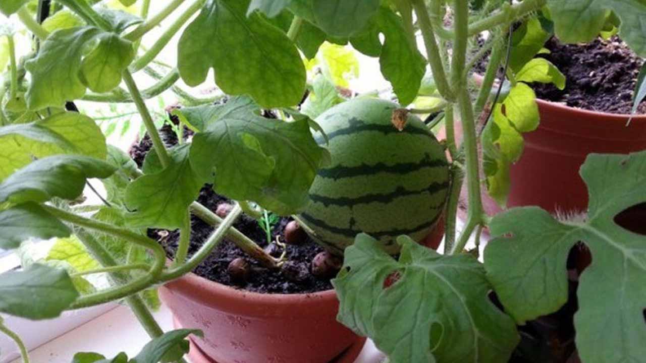 Реально ли вырастить арбузы на подоконнике: советы блогера для новогоднего урожая помидоров