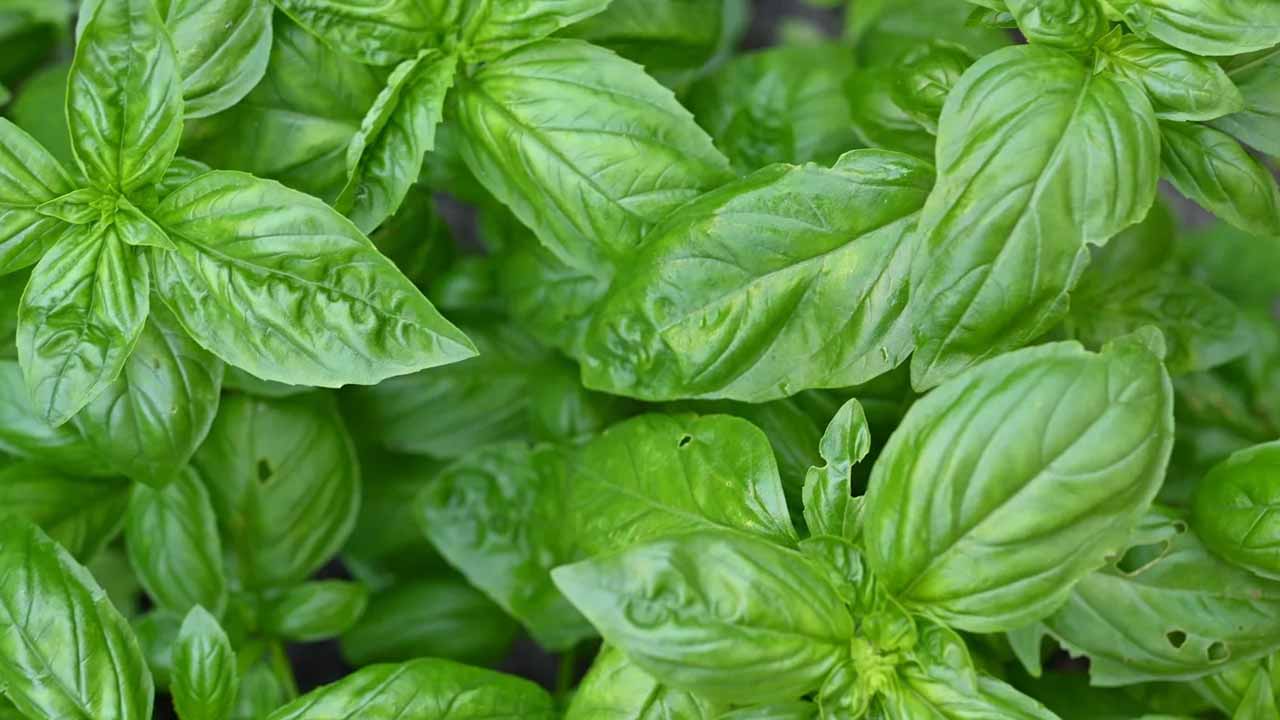 Зеленый король на вашем столе: как выбрать базилик по цвету и аромату