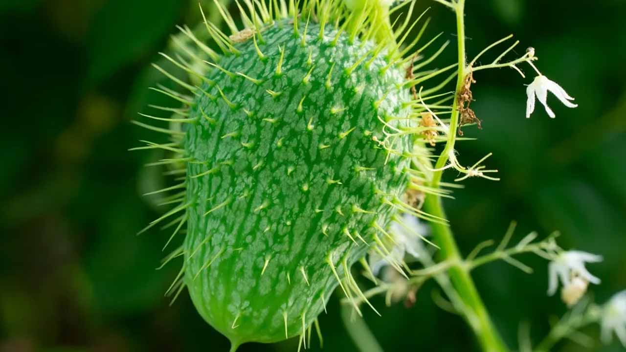 Два бешеных огурца: как отличить ядовитый от съедобного