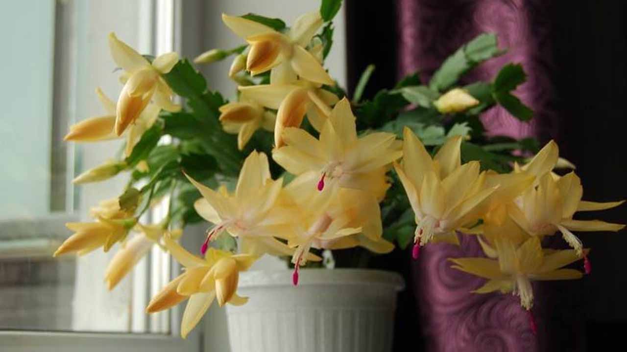 Декабрист на подоконнике: как добиться зимнего цветения и не навредить растению