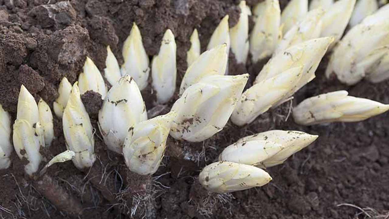 Цикорные салаты круглый год: как вырастить витлуф, эндивий и радиккьо от выгонки до грядки