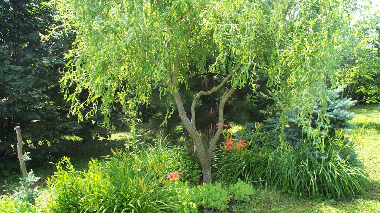 Природа не устает удивлять: подборка деревьев с необычными стволами, которые можно вырастить в саду