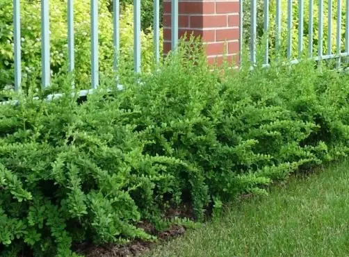 Кустарники, которые не превратят клумбу в джунгли