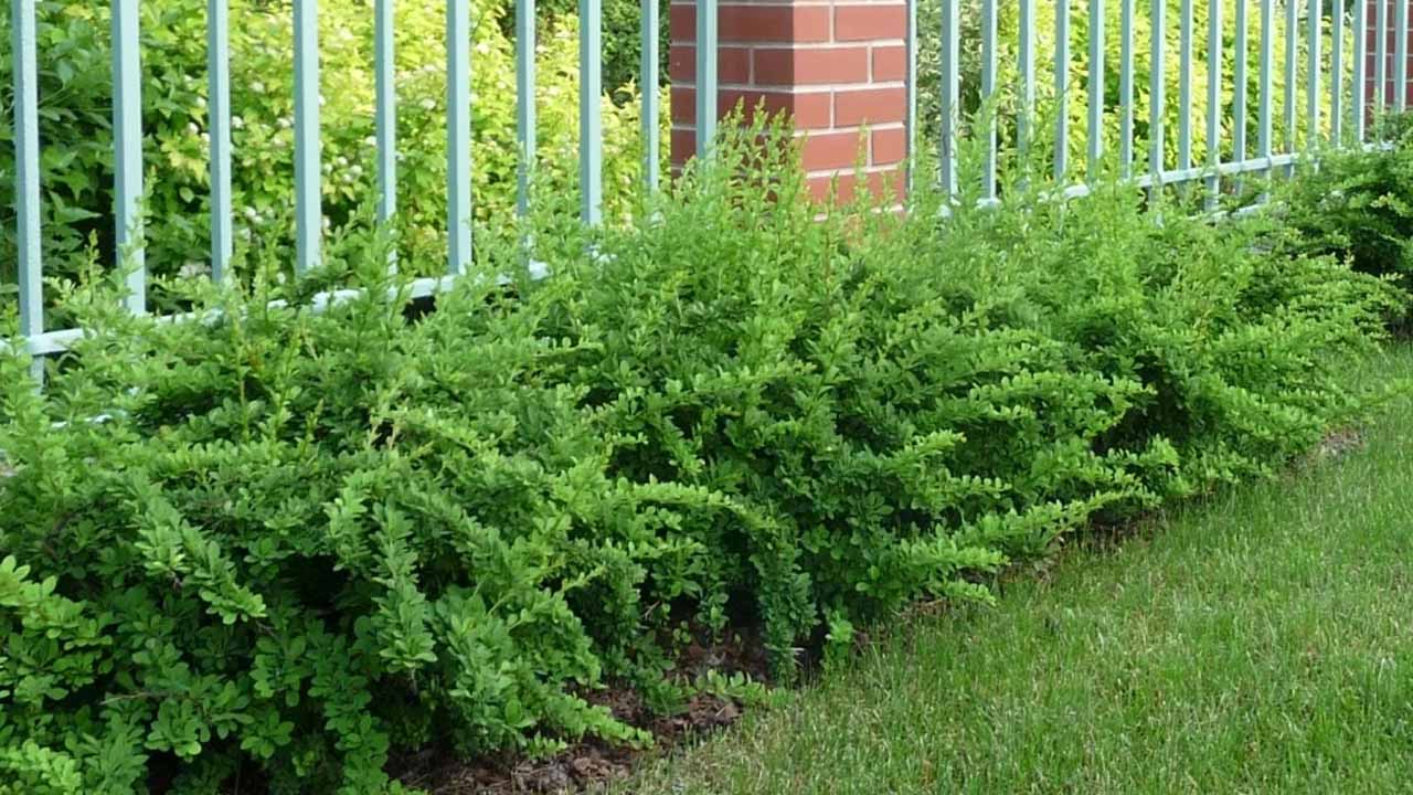 7 растений, из которых точно получится красивая стриженая изгородь