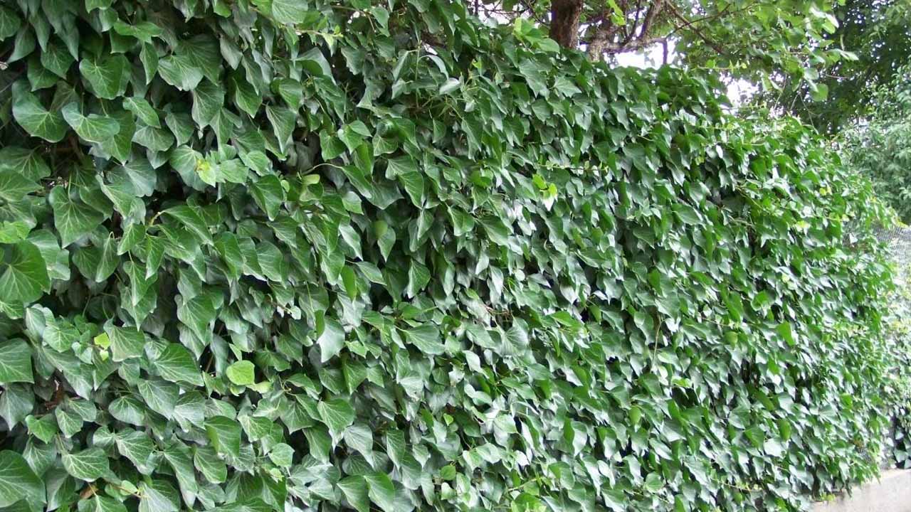 Вечнозелёная живая изгородь из плюща: советы по выращиванию в саду