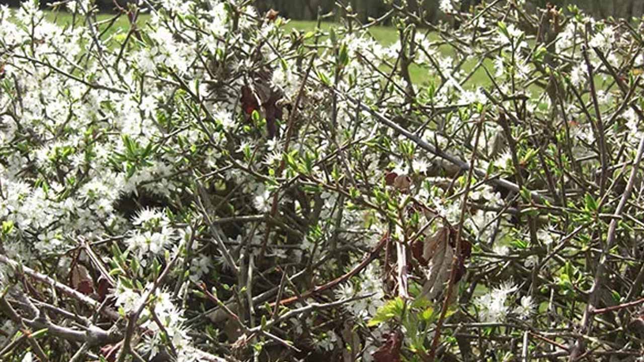 Живая броня: 7 растений, которые создадут непроходимую колючую изгородь