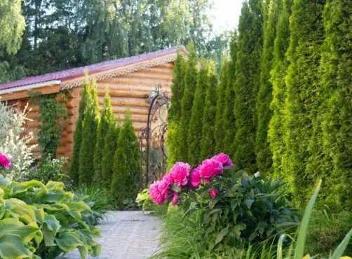Вечнозеленый забор: какие растения выбрать для живой изгороди