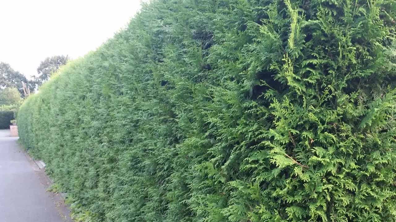 Живая изгородь из туи: выбираем сорт, сажаем и ухаживаем за зелёным забором