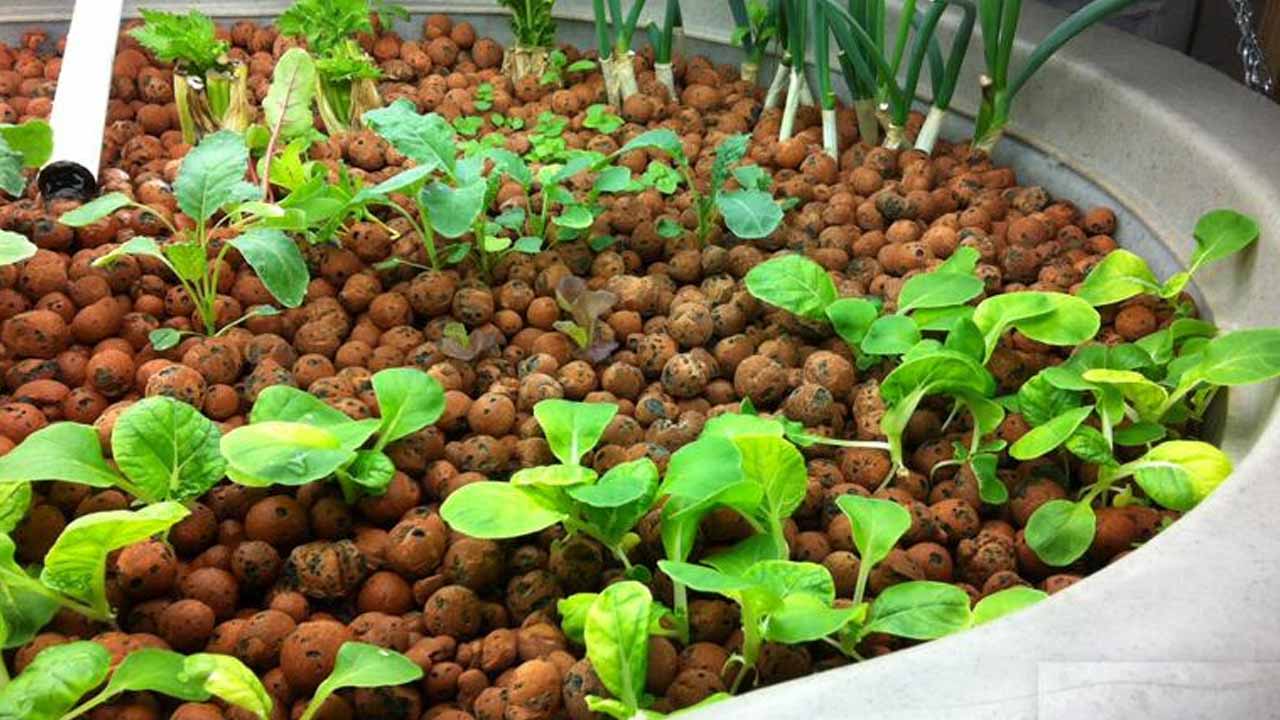 Керамзит в саду: не просто стройматериал, а секрет здорового урожая