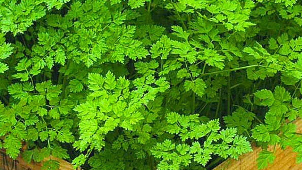 Кервель ажурный: нежная пряность с анисовым вкусом — всё о выращивании и пользе
