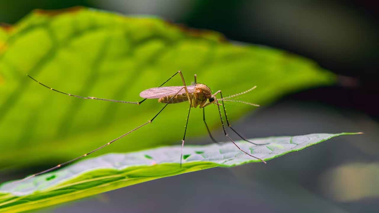 Комары не пройдут: как защитить дачу снаружи и внутри — выбираем репелленты, фумигаторы и сетки