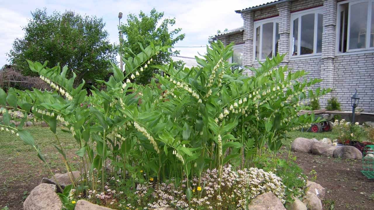 Не просто горка из камней: 14 растений, которые приживутся в вашем рокарии