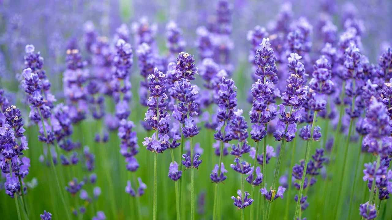 Неочевидный секрет дачи: красивые цветы, которые могут заменить лекарства