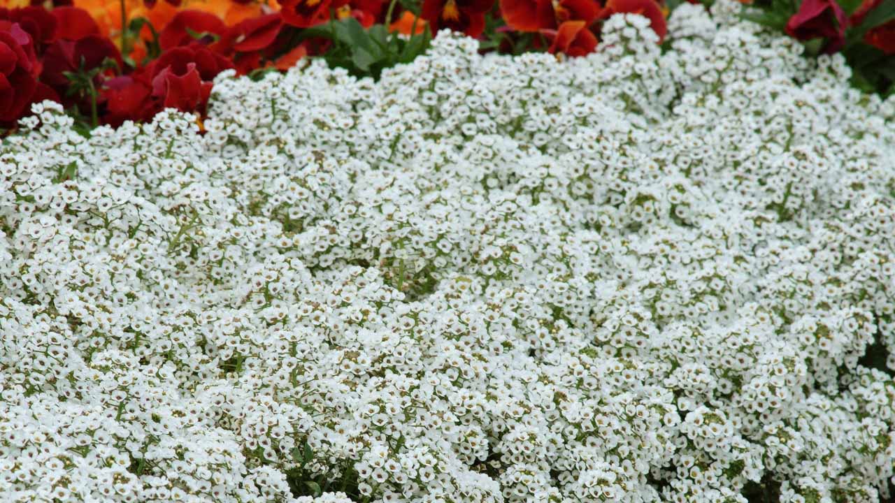 Мал да удал: 10 растений с мелкими цветами, которые преображают сад