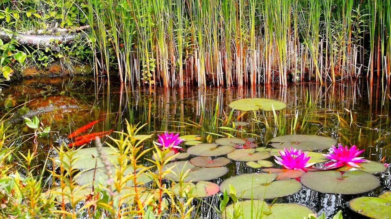 Почему не цветут нимфеи в пруду: 7 главных причин и что с ними делать