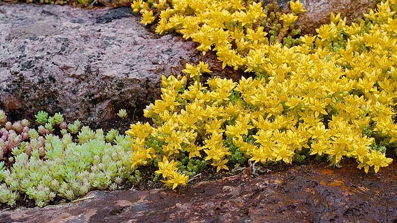 Альпинарий без хлопот: превращаем недостатки участка в майский ковер из очитков