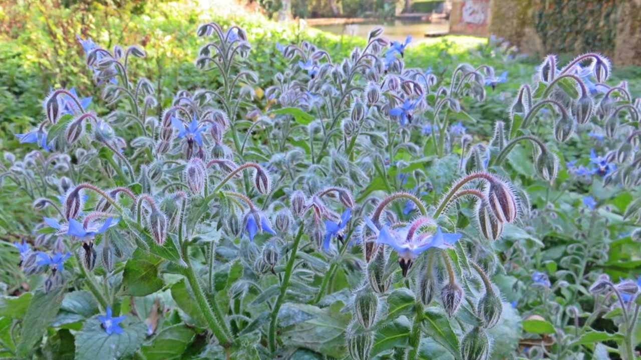 Огуречная трава: сорняк, который стоит посеять специально из-за его полезных свойств