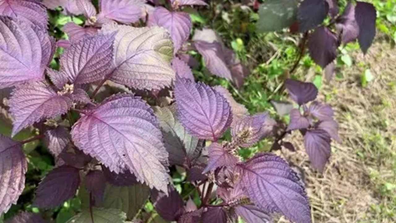 Перилла: восточный акцент в вашем саду — и для красоты, и для стола