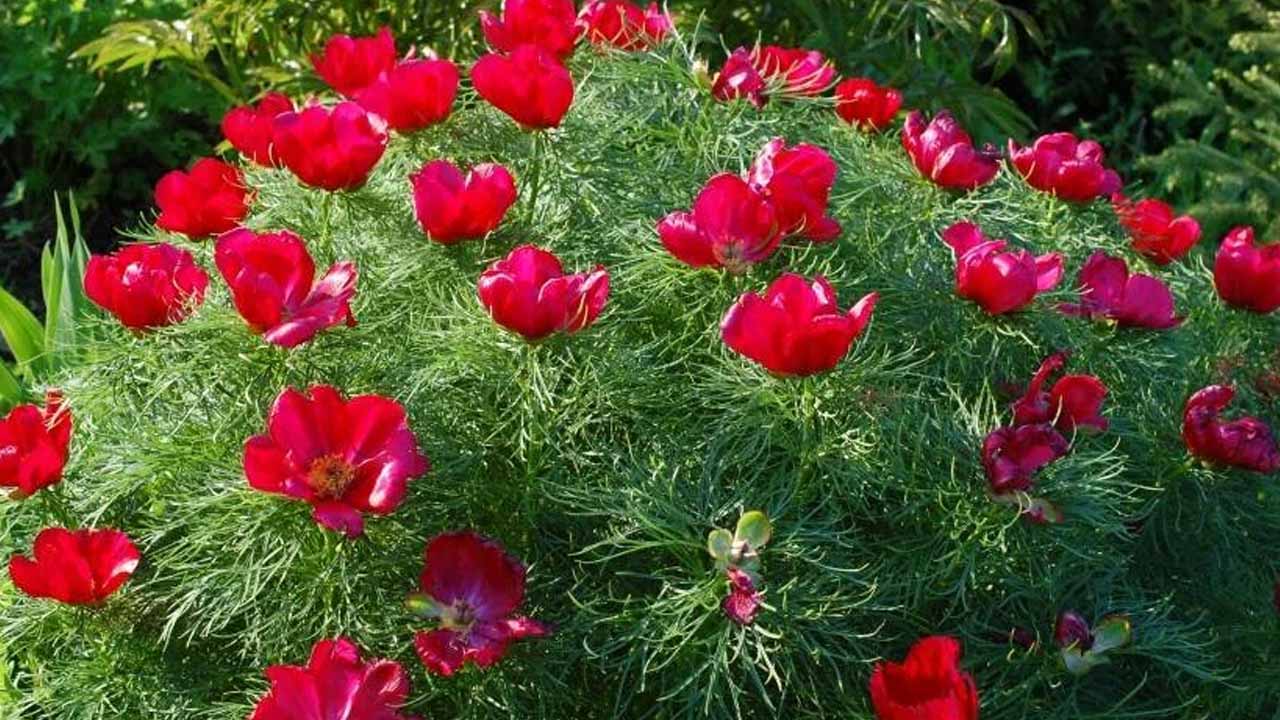 Пион тонколистный: возвращение легенды, секреты посадки, ухода и лучшие сорта