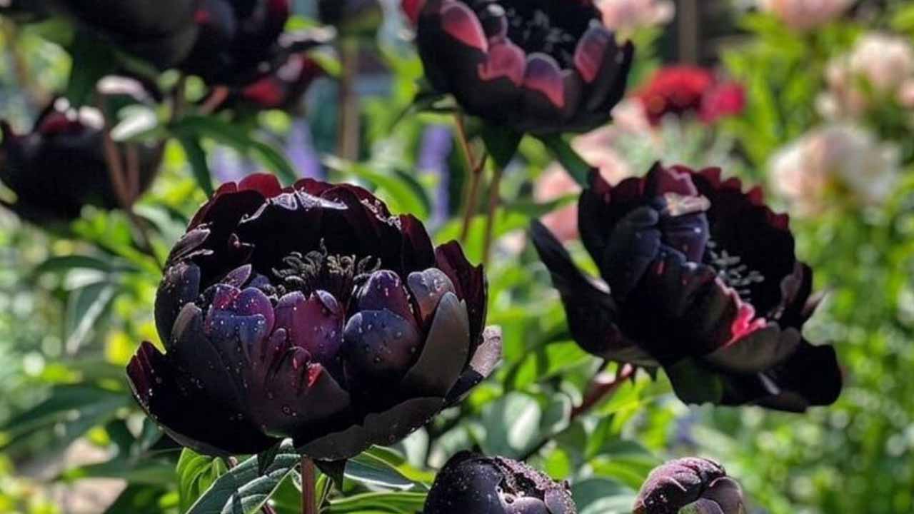 Опасная инфекция или чрезмерная забота: почему не цветут пионы — пошаговый план спасения