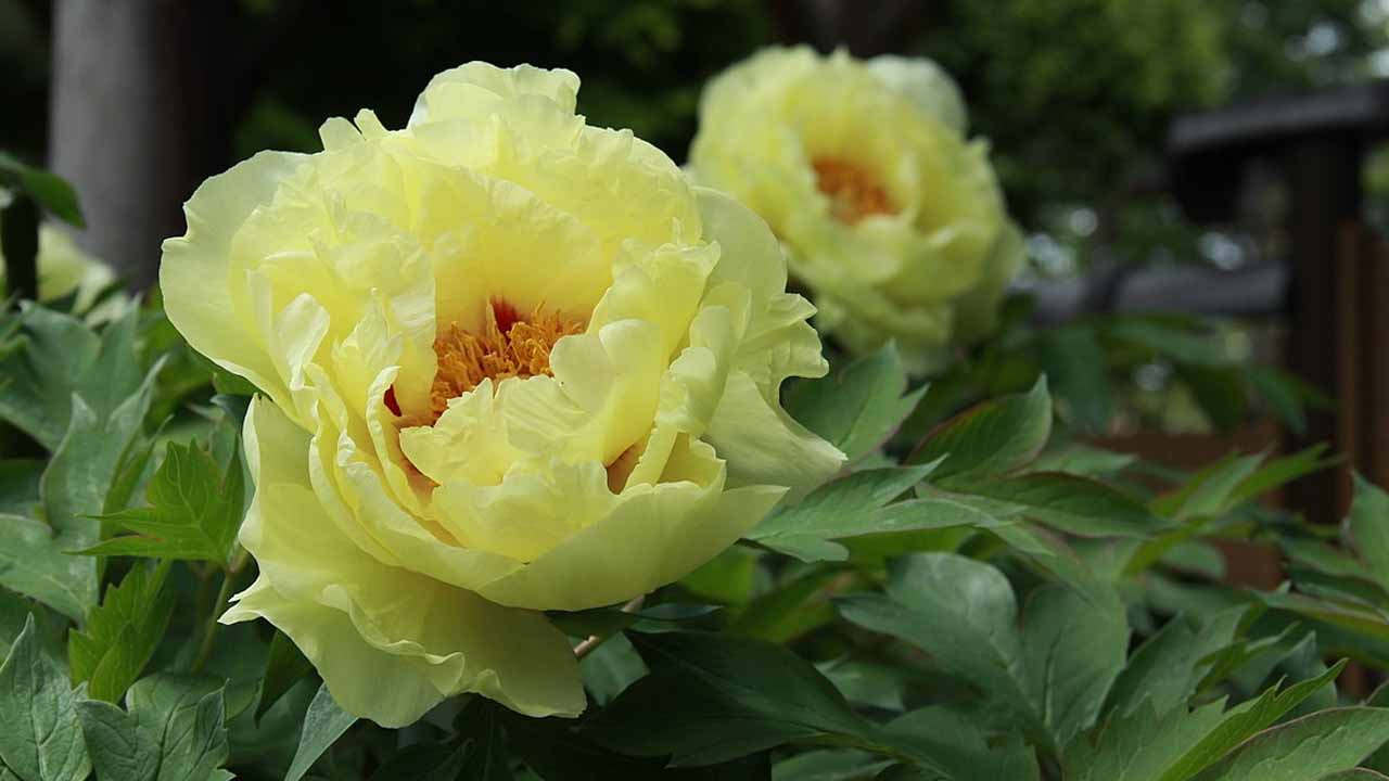 Желтые пионы: от диких видов до сортовых гибридов
