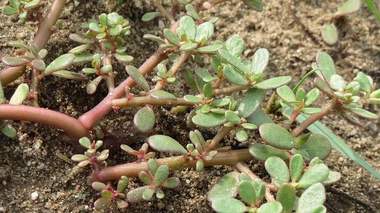 Портулак огородный: суперфуд или сорняк-убийца