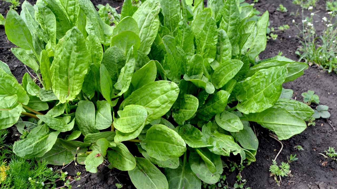 Когда сеять щавель, чтобы собирать урожай круглый год: весна, лето и под зиму