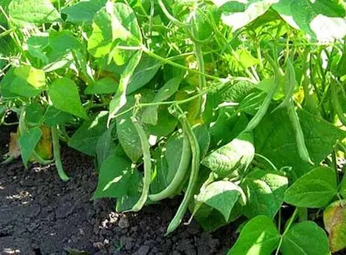 Вигна: спаржевая фасоль, которая удивит размером и урожаем
