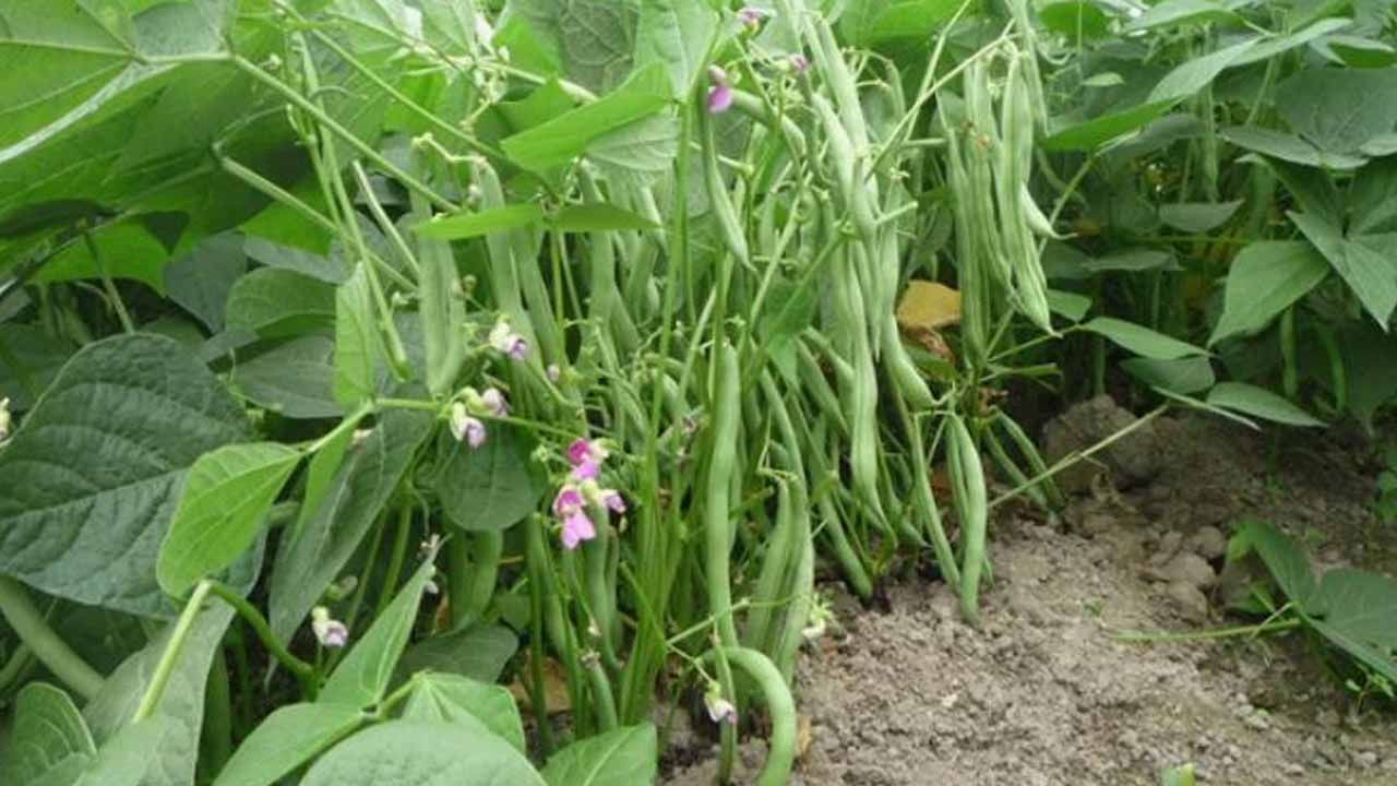 Вигна: спаржевая фасоль, которая удивит размером и урожаем