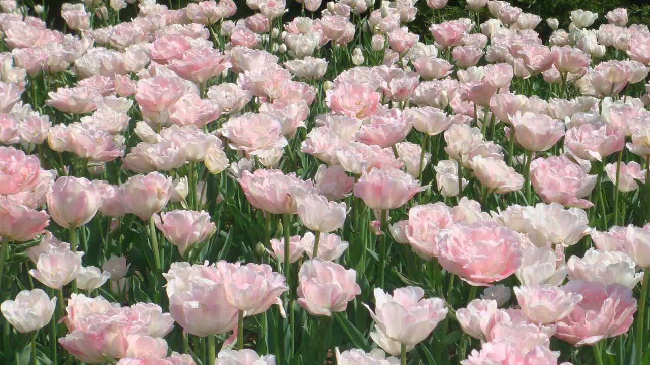 Пионовидные тюльпаны: обзор лучших сортов и советы по посадке для пышного весеннего сада