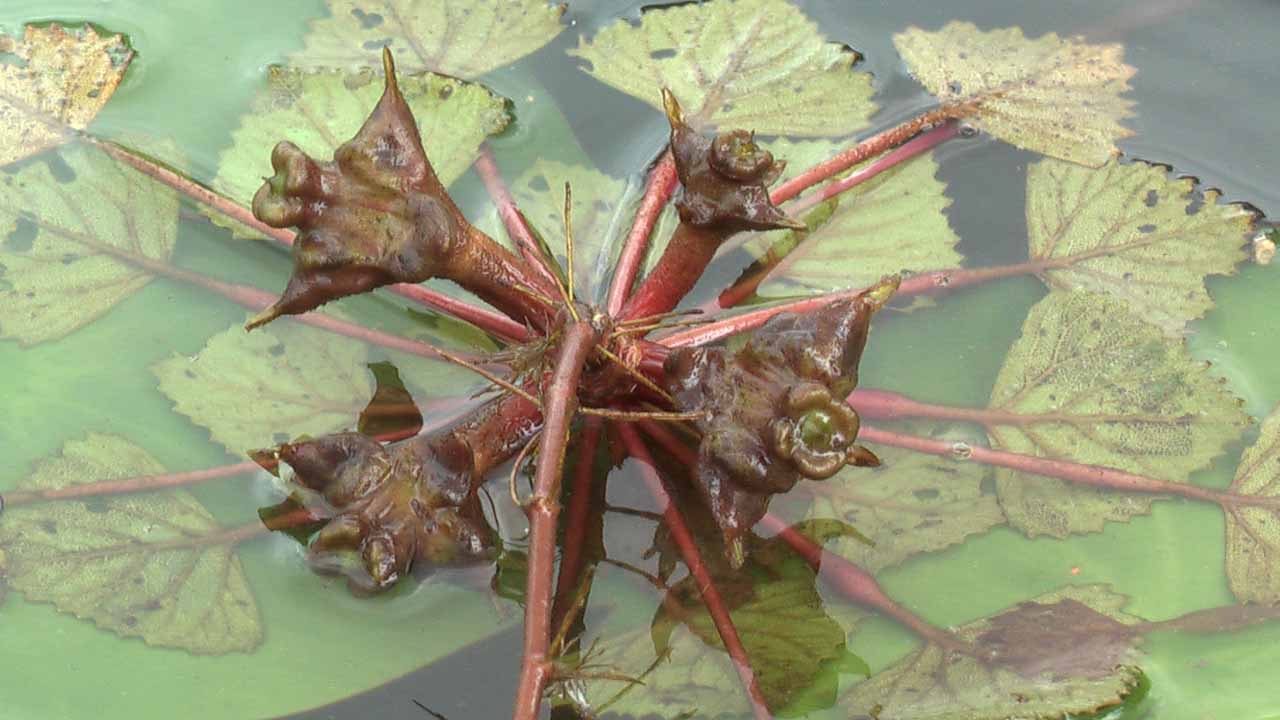 Водяной орех, или чилим: как вырастить в садовом пруду растение, которое и украсит воду, и даст вкусный урожай