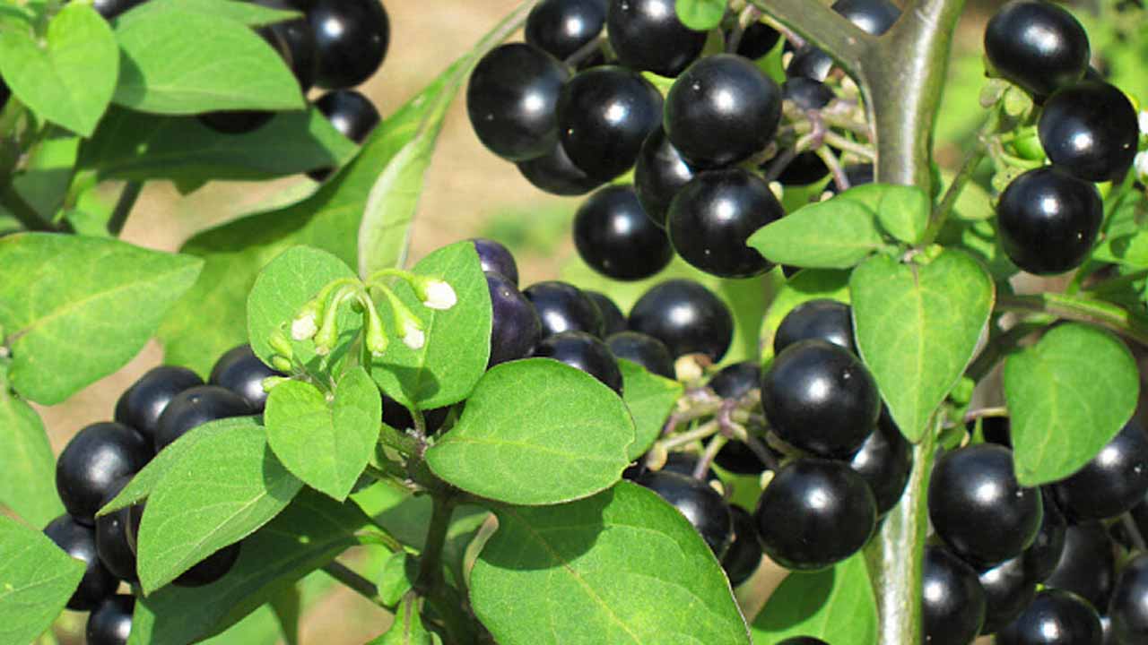 Экзотические ягоды из семейства пасленовых: чем удивить урожаем в саду и огороде