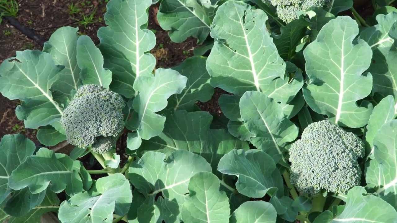 Какие ранние сорта брокколи посадить в апреле