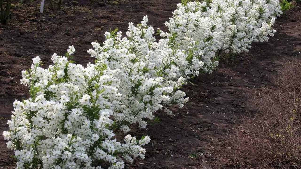 Экзохорда на даче: как вырастить жемчужный куст